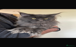 Maine Coon cats for sale: Stunning Maine Coon Kittens  - Image 20