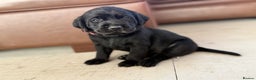 Labrador Retriever dogs for sale: Beautiful chunky litter of black pups  - Advert 3