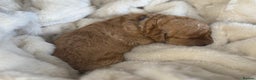 Mini Goldendoodle dogs for sale: Miniature Golden Doodle Puppies - Advert 31