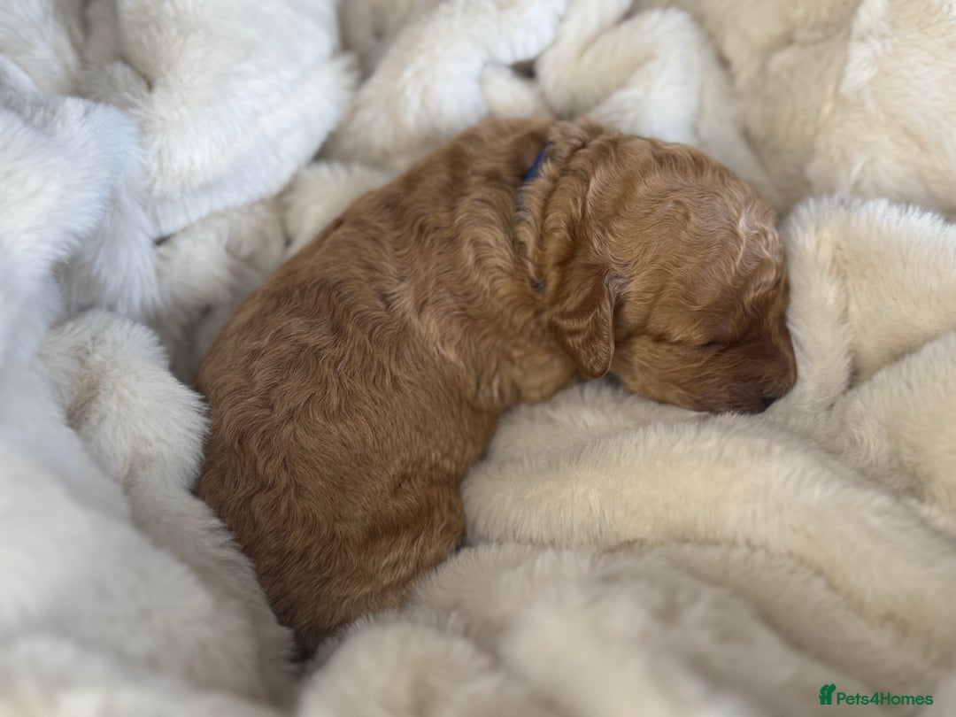 Mini Goldendoodle dogs for sale: Miniature Golden Doodle Puppies - Advert 31