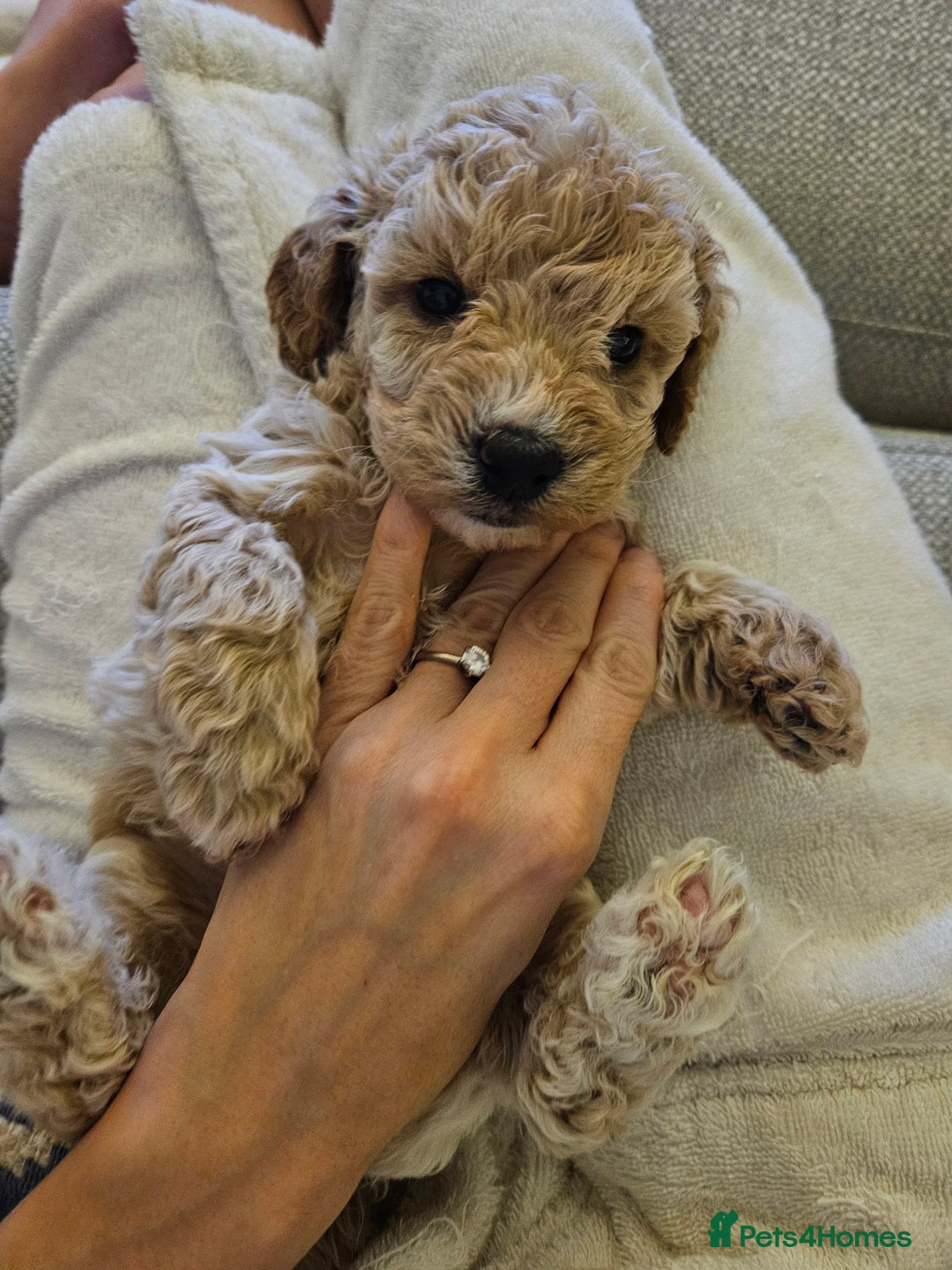 Poochon dogs for sale: 1 girl left!! Poochon pups ready to leave. - Advert 21