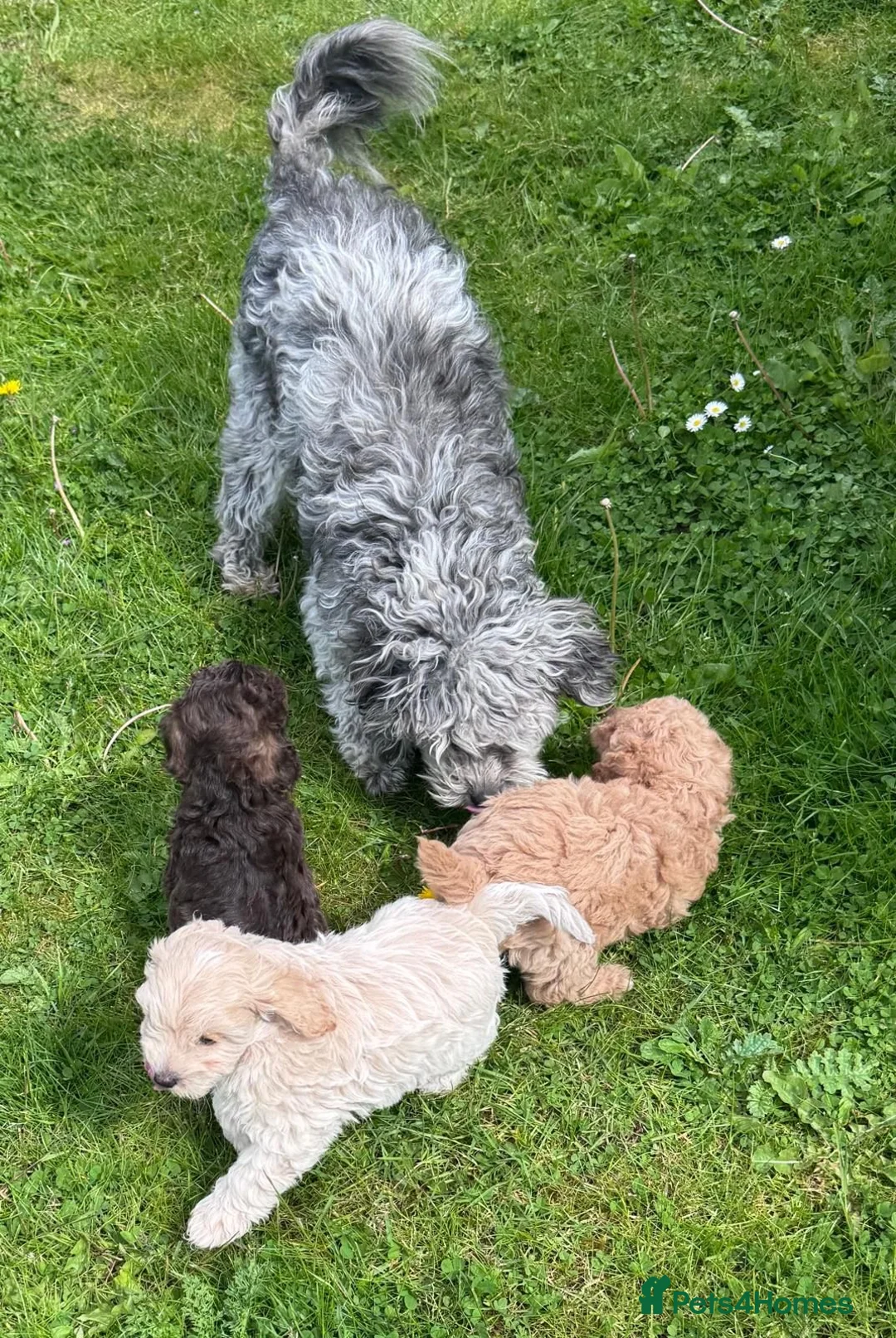 Cavapoo dogs for sale: F2 cavapoo boys  - Advert 2