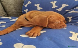 Hungarian Vizsla dogs for sale: Hungarian Vizsla KC Registered - Image 10
