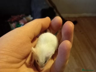 Mouse rodents Male Fancy mice Available From the 15/12/2025 - Advert 1