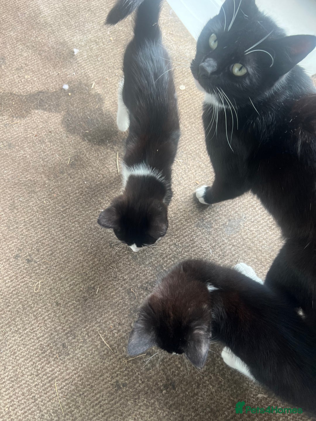Mixed Breed cats for sale: 3cats for sale - Image 2