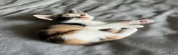 Mixed Breed cats for sale: 5 lovely kittens 🐾 - Advert 7