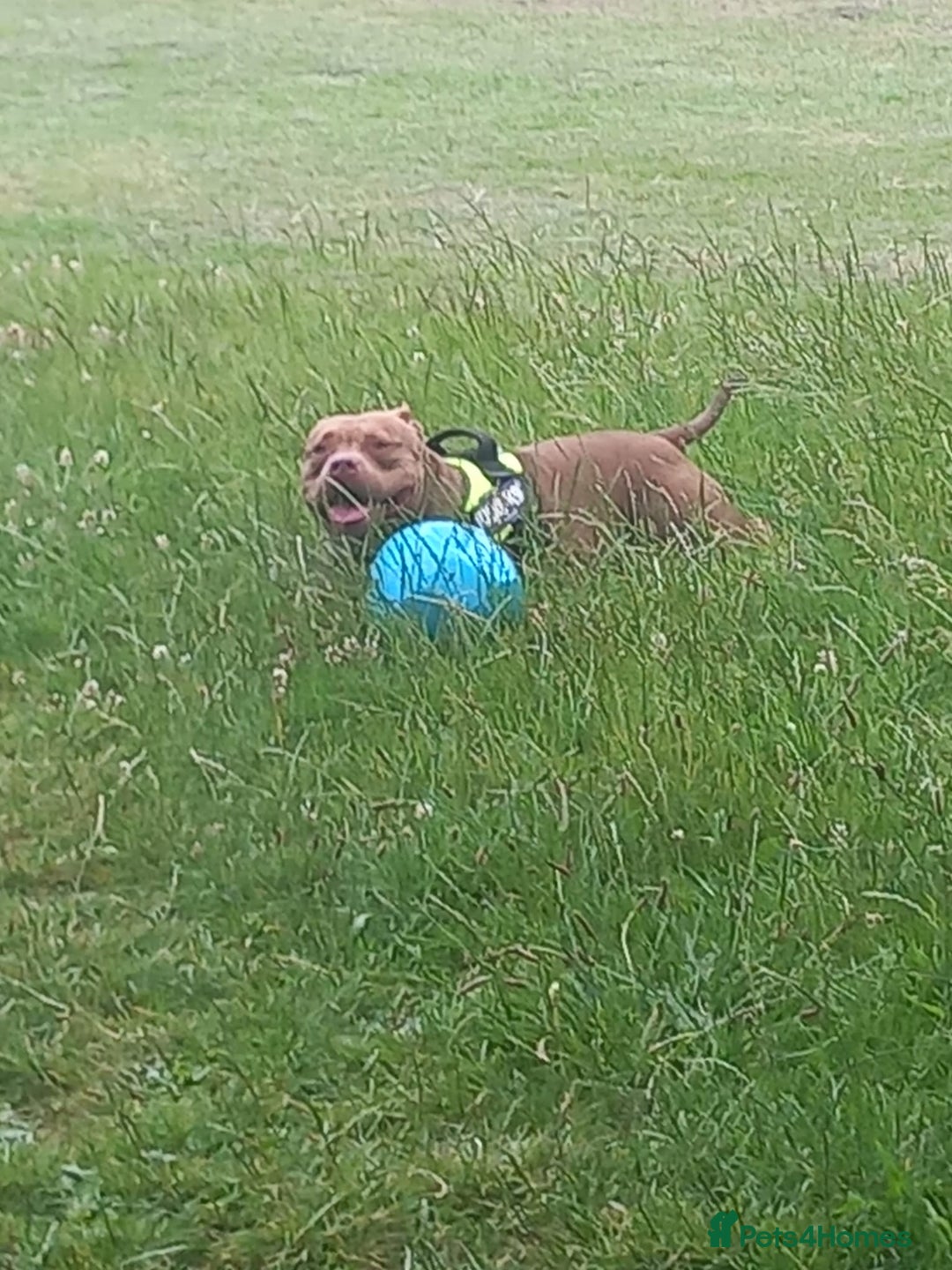 American Bully dogs for sale: Abkc pocket bully bitch  - Advert 5