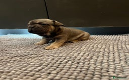 French Bulldog dogs for sale: ♥️Litter of 6 French Bulldog Puppies♥️ - Advert 19