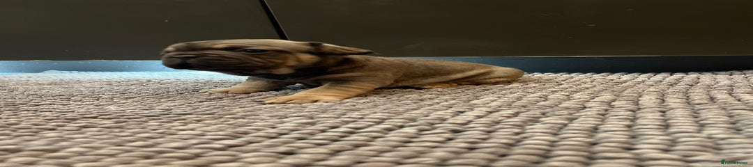 French Bulldog Puppy 4