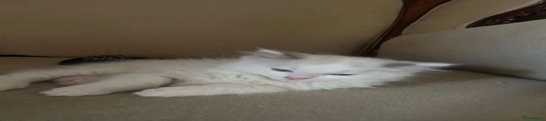 Ragdoll Kitten 2