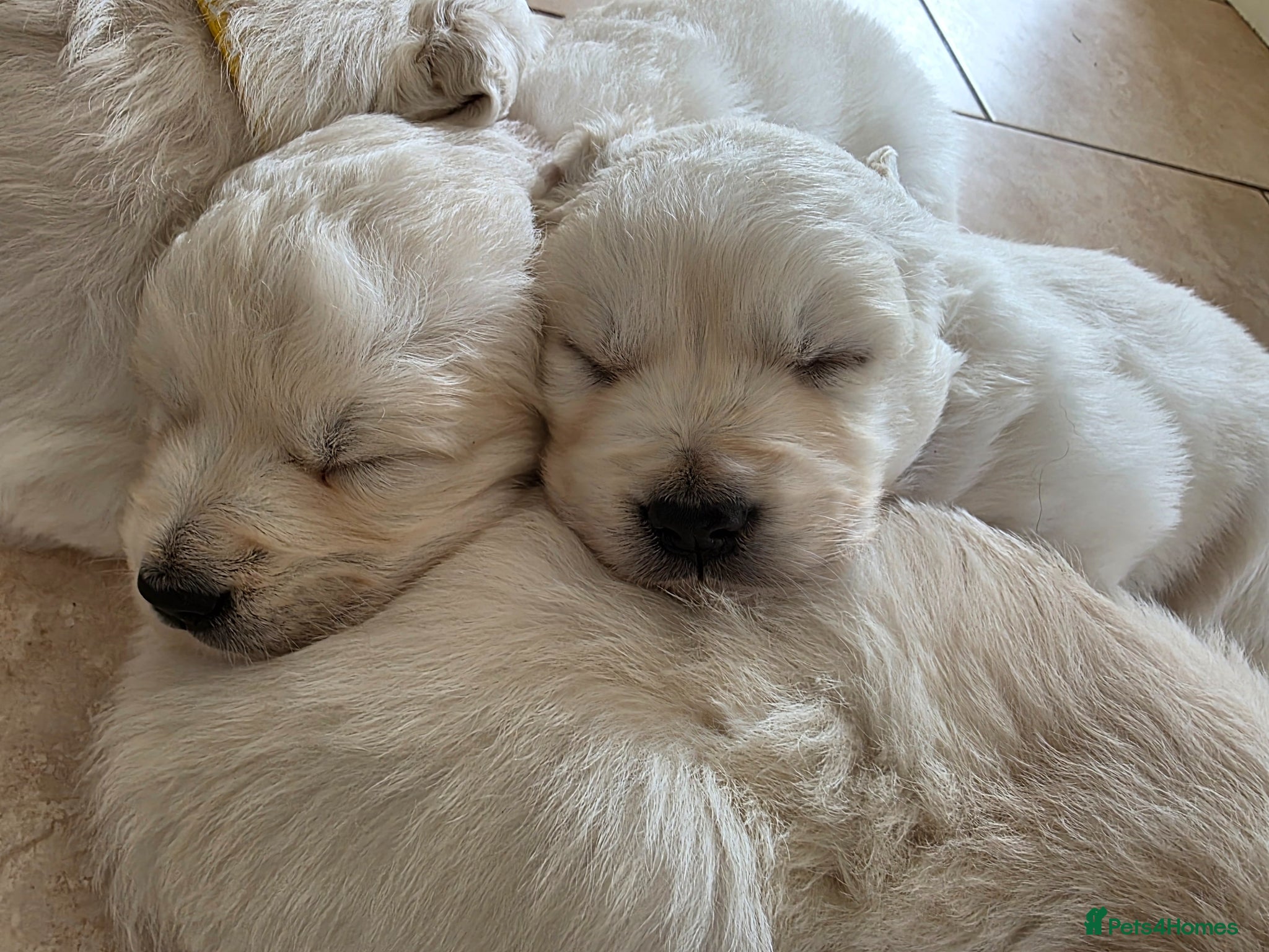 Golden Retriever dogs Fully Health Tested KC Registered Cream Puppies - Advert 2