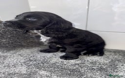 Cocker Spaniel dogs for sale: 6 stunning show type cocker spaniels  - Image 18