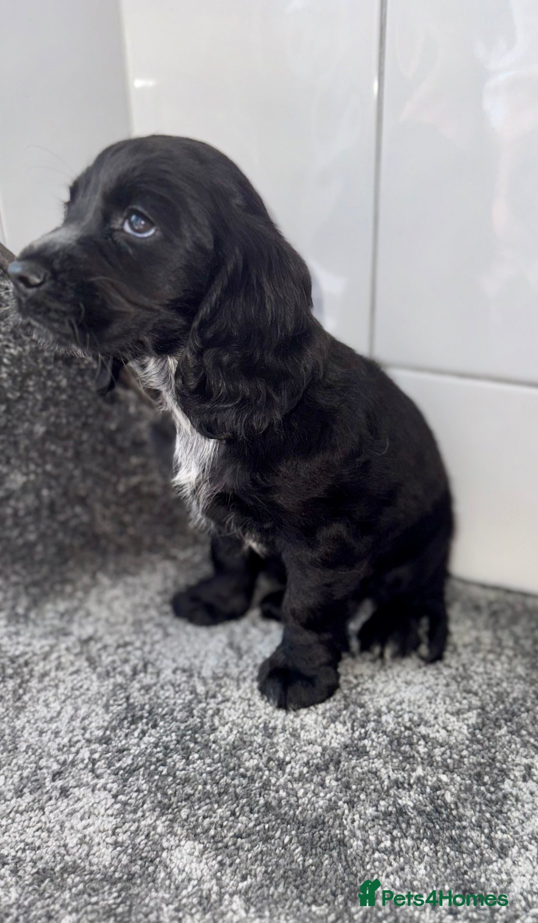 Cocker Spaniel dogs for sale: 6 stunning show type cocker spaniels  - Image 18