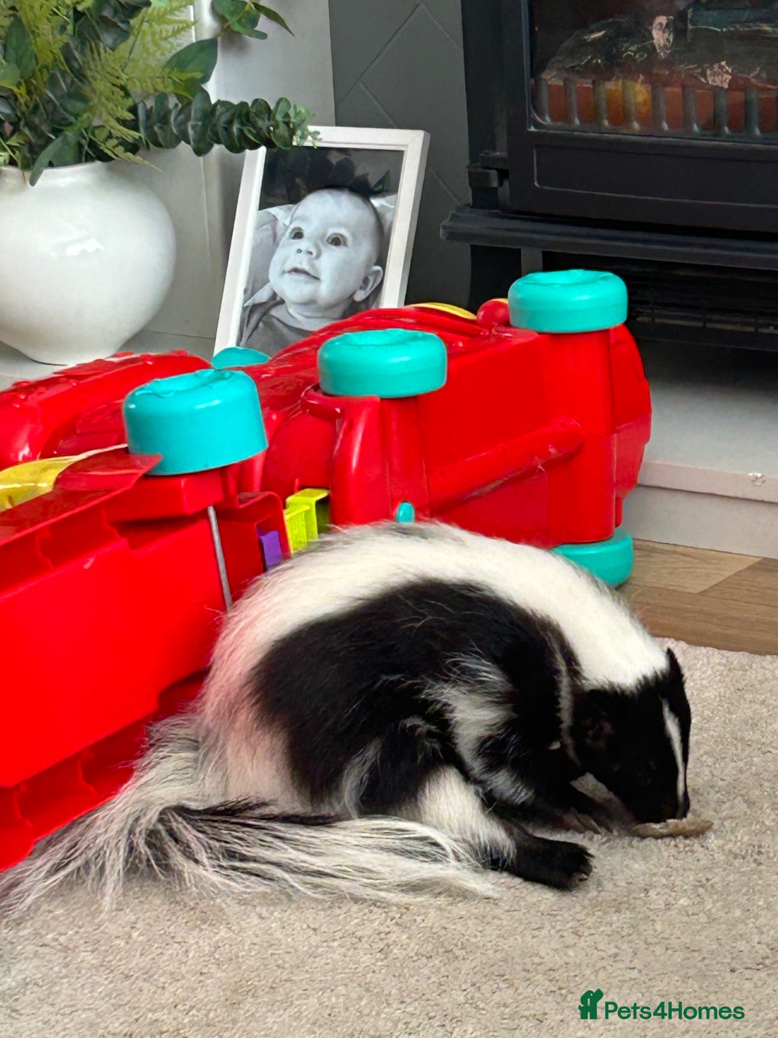 Ferret rodents Skunk male - Advert 1