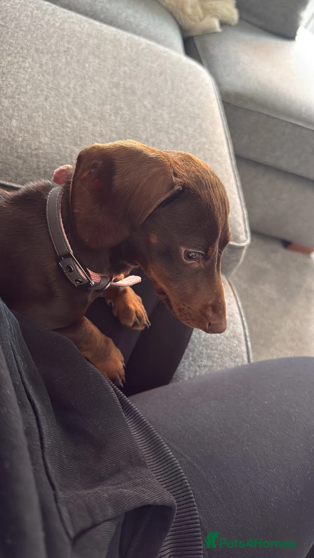 Miniature Dachshund dogs for sale: Miniature dachshund  - Advert 2