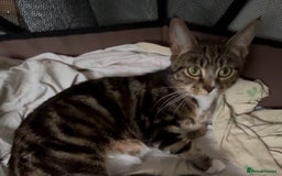 Mixed Breed cats for sale: Two Bengal-cross girls - Tosia and Bailey - Image 1