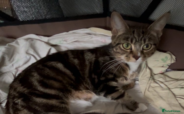 Mixed Breed cats - Advert 10
