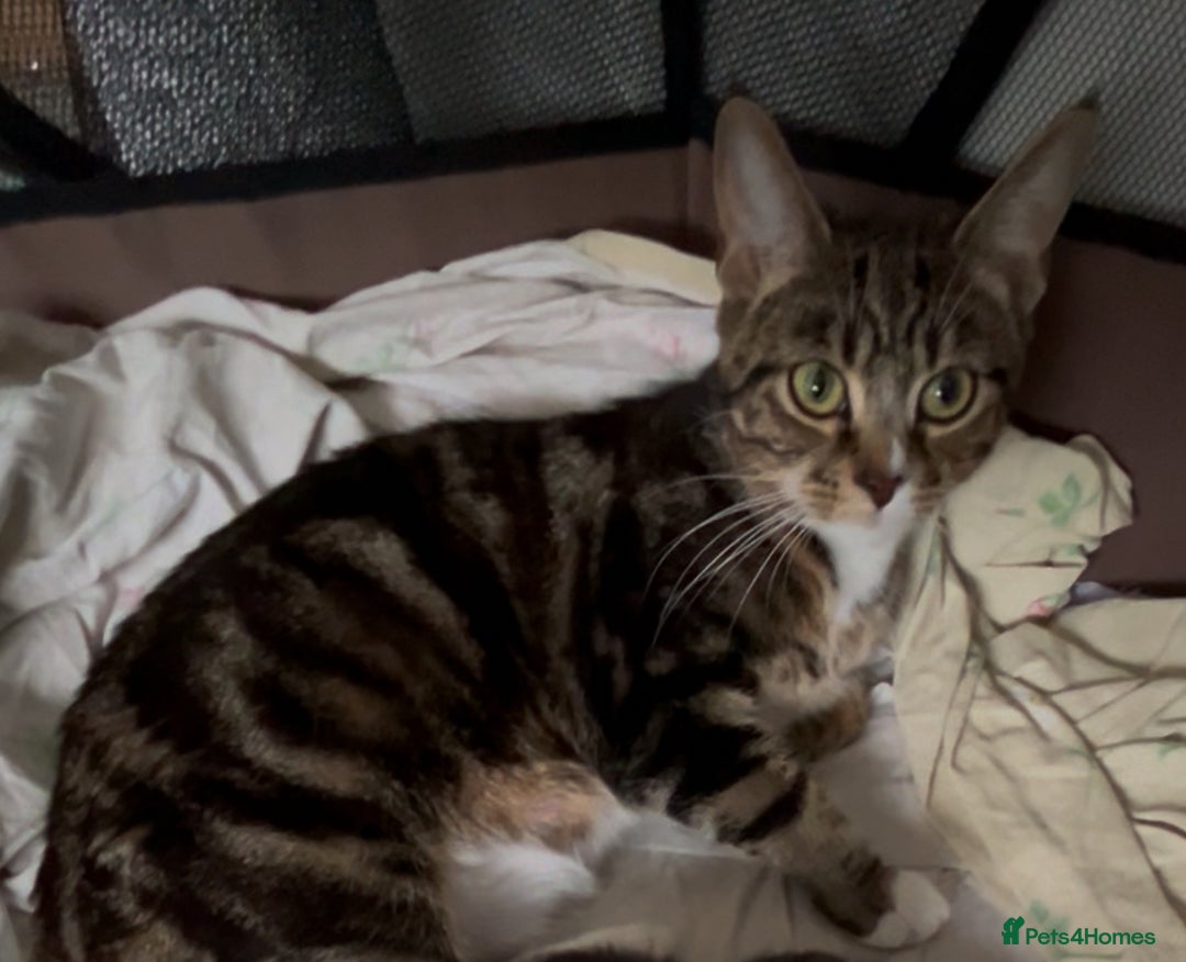 Mixed Breed cats for sale: Two Bengal-cross girls - Tosia and Bailey - Image 1