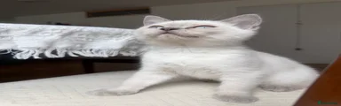 British Shorthair 3