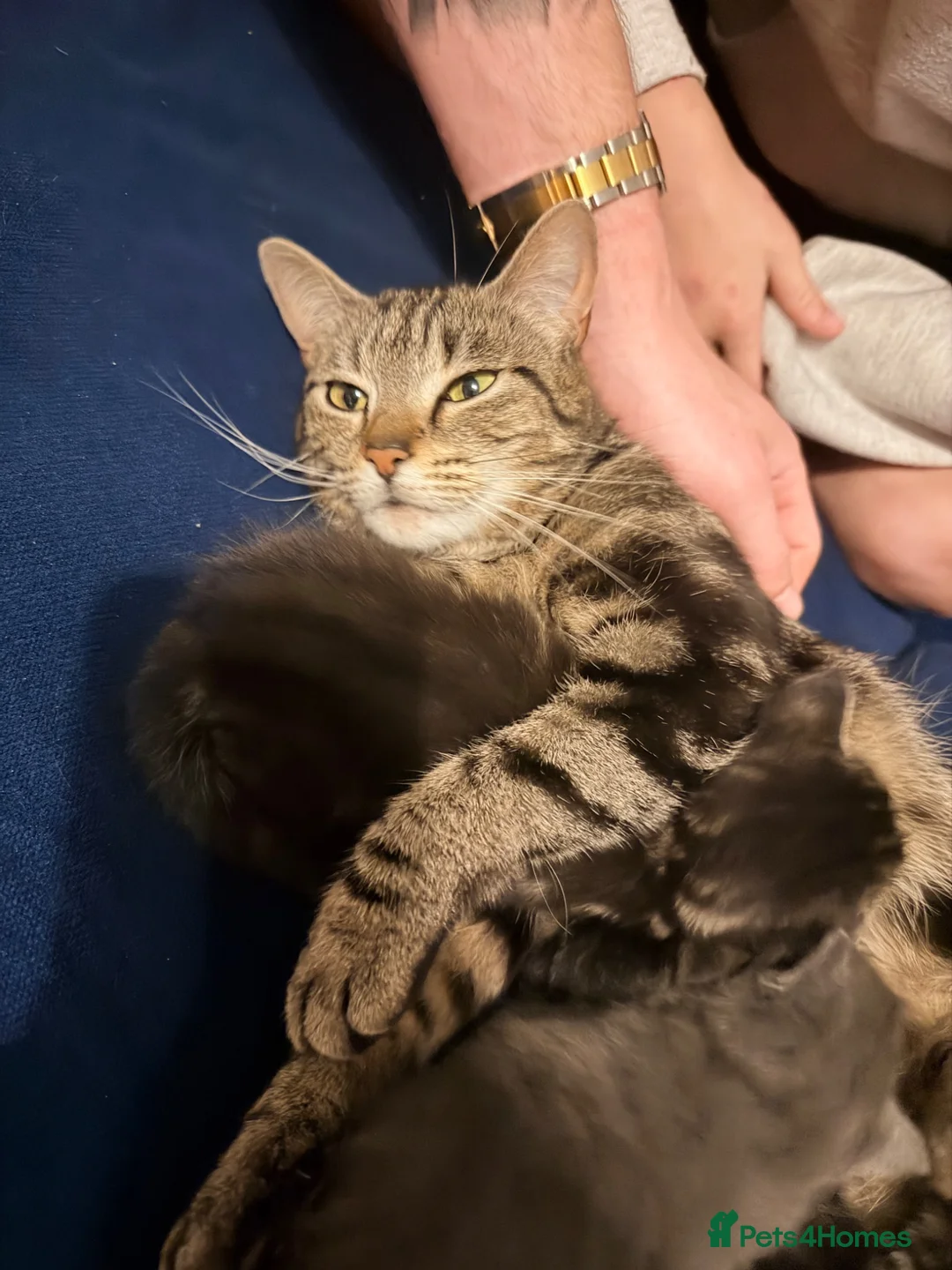 Mixed Breed cats for sale: Gorgeous mix  - Advert 1