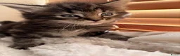 Mixed Breed cats for sale: 4 Beautiful Ragdoll x British Shorthair Kittens in Saint Helens - Advert 19