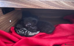 Mixed Breed cats for sale: Kittens x 4  - Image 2