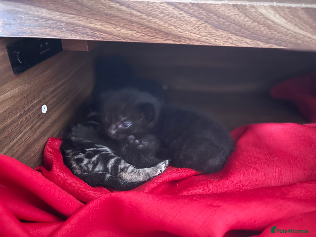 Mixed Breed cats for sale: Kittens x 4  - Image 2