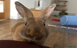 Mixed Breed rabbits for sale: Extremely loving and friendly rabbit - Image 1