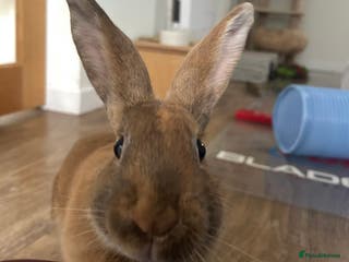 Mixed Breed rabbits Extremely loving and friendly rabbit - Advert 21