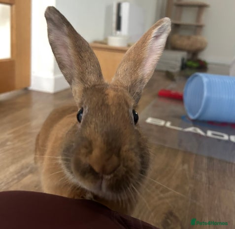 Mixed Breed rabbits Extremely loving and friendly rabbit - Advert 6
