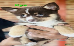 Pomsky dogs for sale: Ready now -Stunning F4 Pomskies, 6kg as adults  - Image 22