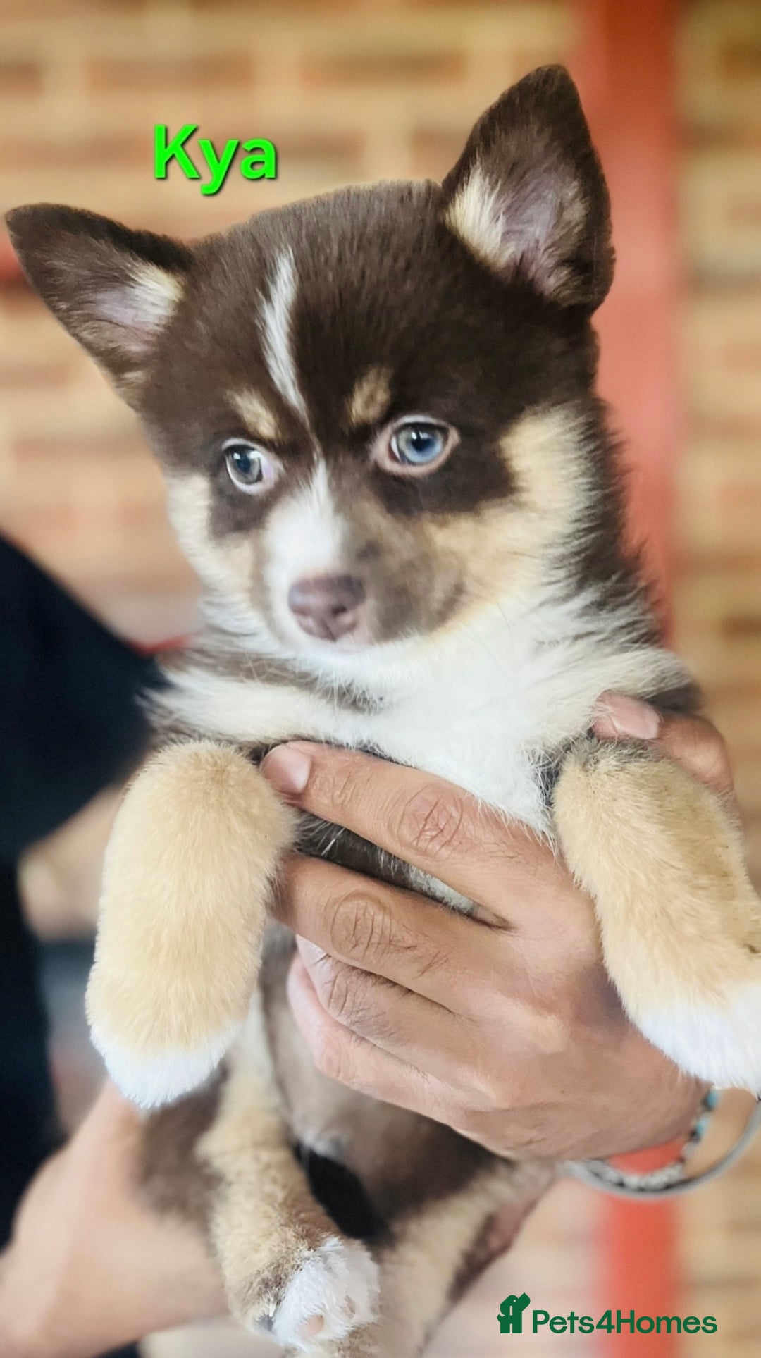 Pomsky dogs for sale: Ready now -Stunning F4 Pomskies, 6kg as adults  - Image 22