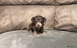 Cockapoo dogs for sale: 🐶F1 Cockerpoo Pups – Merle, Chocolate, Apricot 🐶 - Image 30