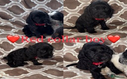 Cocker Spaniel dogs for sale: Cocker spaniel puppy’s - Image 4