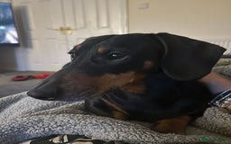 Mixed Breed dogs for sale: Bulldach Puppies - Image 18