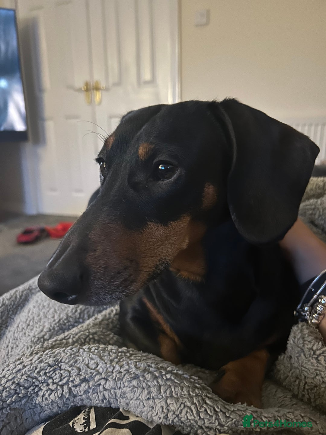 Mixed Breed dogs for sale: Bulldach Puppies - Image 18