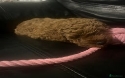 Toy Poodle dogs for sale: Perfect red toy poodle girl needs forever family - Image 10