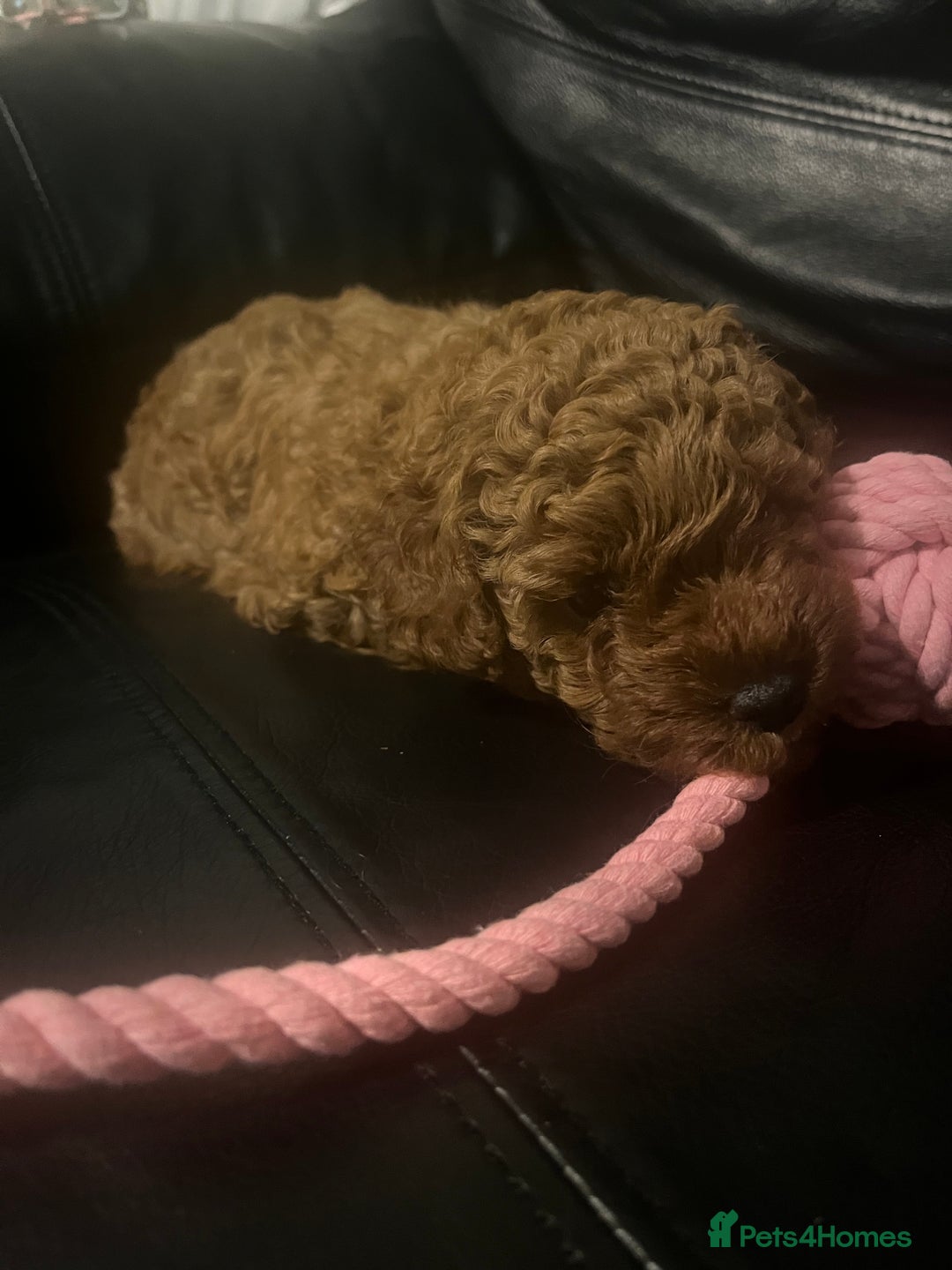 Toy Poodle dogs for sale: Perfect red toy poodle girl needs forever family - Image 10