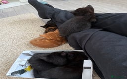 Mixed Breed cats for sale: kittens looking for new home - Image 7
