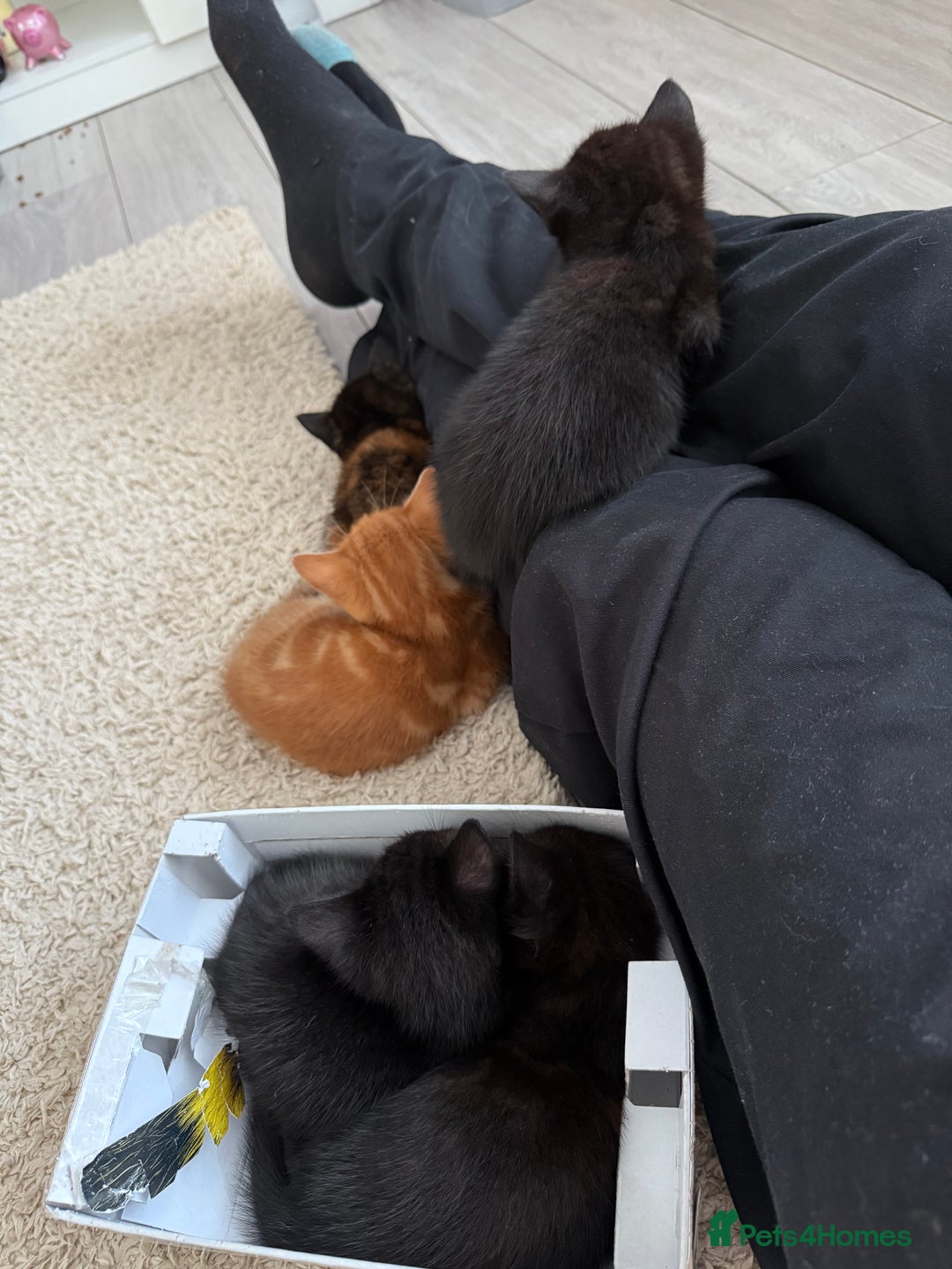 Mixed Breed cats for sale: kittens looking for new home - Image 7
