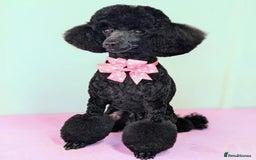 Toy Poodle dogs for sale: Kc registered beautiful toy poodle - Image 2