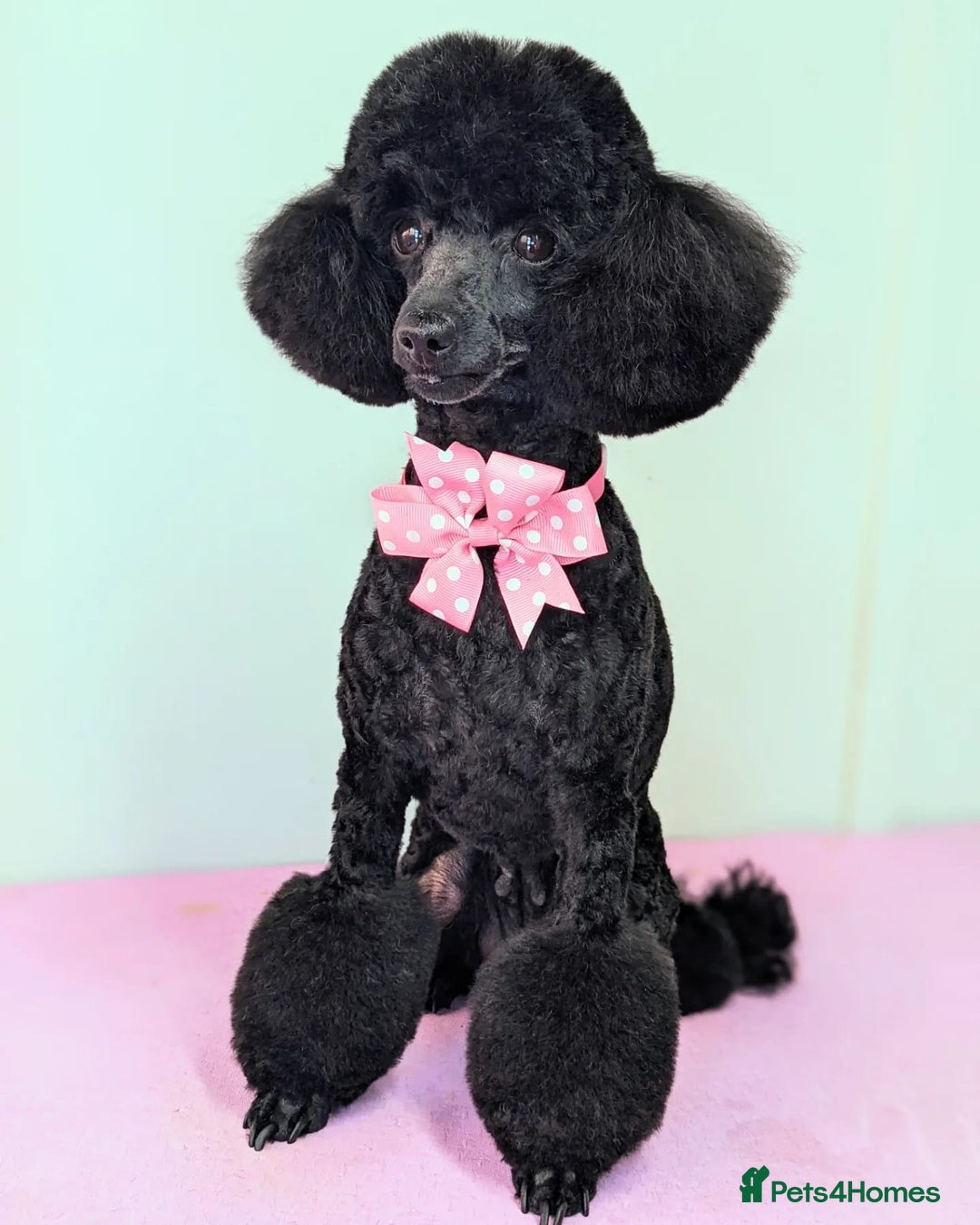 Toy Poodle dogs for sale: Kc registered beautiful toy poodle - Image 2
