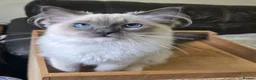 Ragdoll cats for sale: Female Blue Mitted Ragdoll Active registered - Advert 11