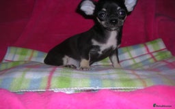 Chihuahua dogs for sale: Pedigree Chihuahua puppies - Image 6