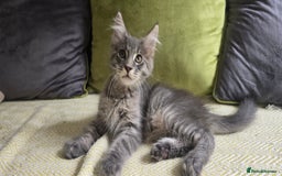 Maine Coon cats for sale: Maine coon kittens ready  - Image 4