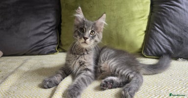 Maine Coon cats - Advert 1