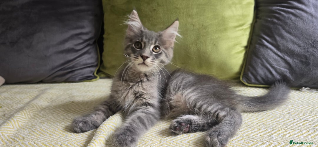 Maine Coon cats for sale: Maine coon kittens ready  - Image 4