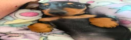 Dachshund dogs for sale: 11 week old female dachshund  in Newport - Advert 2