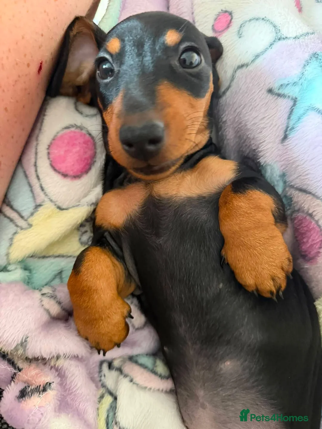Dachshund dogs for sale: 11 week old female dachshund  in Newport - Advert 2
