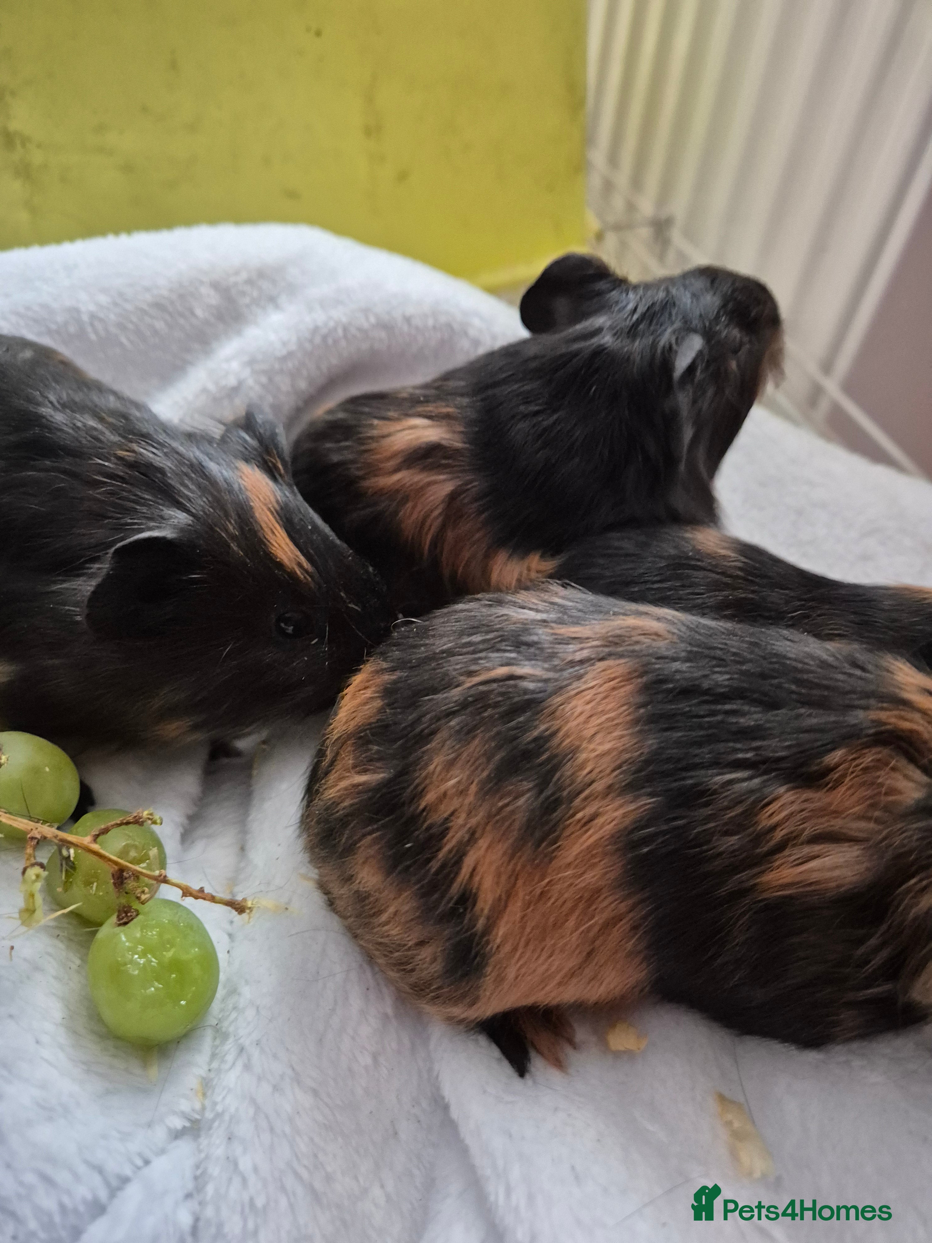 Guinea Pig rodents 2 female guinea pigs - Advert 3